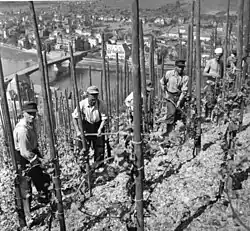 Vignoble de Moselle sur hautain mort, en mai 1954(Deutsches Bundesarchiv).