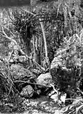 Ulugurugebirge dans l'Est africain en 1906.