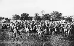 Chameliers du Sud-Ouest africain allemand en 1904.