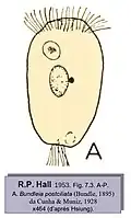 Bundleia postciliata