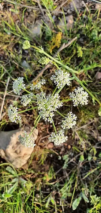 Description de l'image Bunium pachypodum 118711831.jpg.