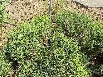 Description de cette image, également commentée ci-après