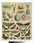 Tableau pédagogique d'insectes