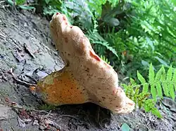 Rubinoboletus ballouii