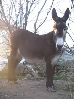 Image illustrative de l’article Moi, Flapjack et les Martiens