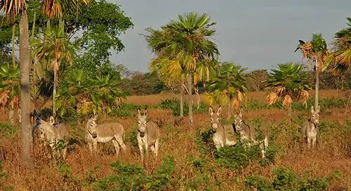 Plaines centrales (los llanos), Guarico