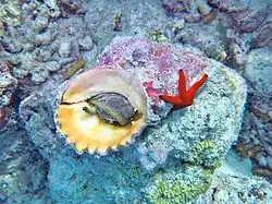 Cette ranelle géante est en train de consommer une étoile Linckia multifora, pendant qu'une Fromia indica imprudente escalade sa coquille (Maldives).