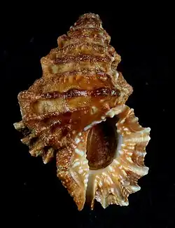 Alanbeuella corrugata