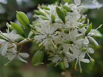 Description de l'image Bursaria spinosa flowers and fruit P2150004.jpg.