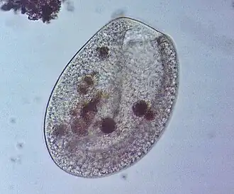 Description de cette image, également commentée ci-après