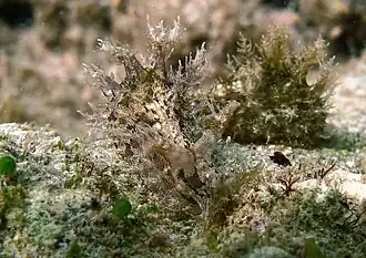 Lièvre de mer effiloché (Bursatella leachii)