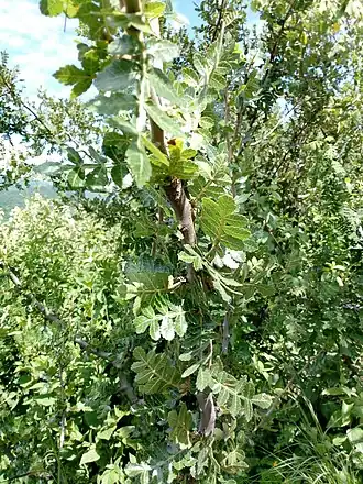 Description de l'image Bursera glabrifolia.jpg.