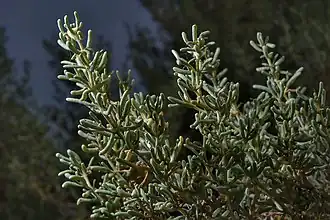 Cette image montre la forme caractéristique de Soda rosmarinus, avec ses feuilles vertes, fines et charnues