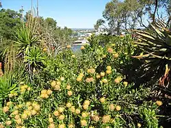 Un buisson fleuri, une pièce d'eau loin à l'arrière-plan