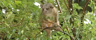 Description de l'image Bushy tailed olingo-2.jpg.