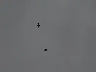 Description de l'image Buteo bannermani 112146984.jpg.