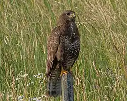 Photographie en couleurs d'un oiseau presque entièrement marron.