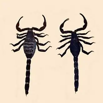 Description de l'image Buthidae - Tityus pococki.JPG.