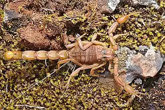 Description de l'image Buthus ibericus.jpg.