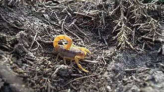 Description de cette image, également commentée ci-après