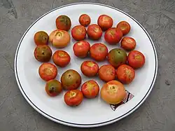 Fruits récoltés sur un arbre à Sertão Santana, Rio Grande do Sul, Brésil.