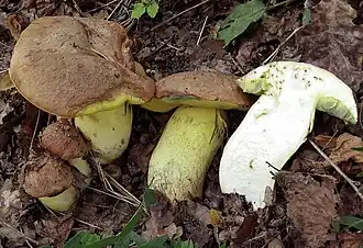 Description de cette image, également commentée ci-après