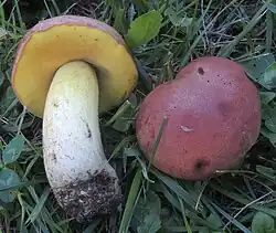 Le Bolet faux-royal (Butyriboletus fuscoroseus)