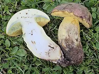 Description de cette image, également commentée ci-après