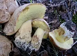 Le Bolet des sapins (Butyriboletus subappendiculatus)