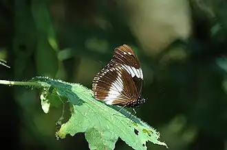 Description de l'image Bwindi4.jpg.