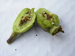 Description de l'image Cécidomyie du poirier (3).JPG.