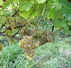 Savagnin
