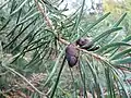 Cônes de Cathaya argyrophylla au Jardin Jungle Karlostachys