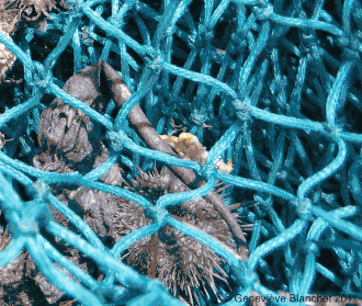  Les oursins adultes peuvent avoir une morphologie similaire, mais avoir des larves complètement différentes selon l'espèce.