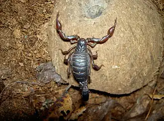 Description de l'image C.keyserlingi.jpg.