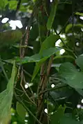Plant d'Aristolochia sous serre.