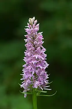 Dactylorhiza maculata (Suisse).