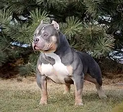 American Bully pocket.