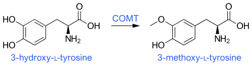 3-O-Methylation of levodopa (3-hydroxy-L-tyrosine) via COMT activity