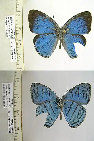 Description de l'image CP01-55 Caeruleuptychia lobelia (3431231984).jpg.