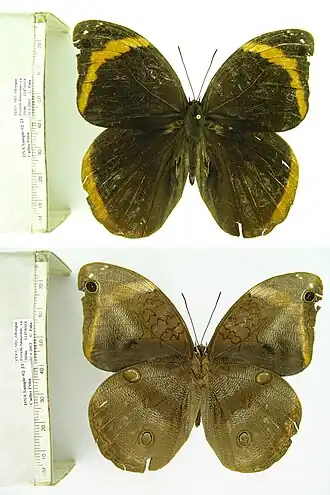 Description de l'image CP02-21 Catoblepia xanthicles paraensis (3431240424).jpg.