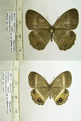 Description de l'image CP02-49 Magneuptychia moderata (3431243492).jpg.