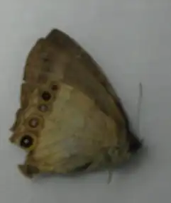 Description de l'image CP23-21 Harjesia griseola (4254655475).jpg.