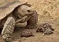 Tortue géante de CROCOPARC Agadir (Centrochelys sulcata)