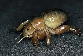 Description de cette image, également commentée ci-après