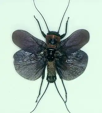 Description de cette image, également commentée ci-après