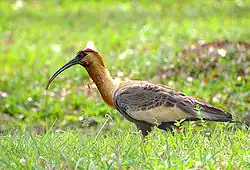 Ibis mandore (Theristicus caudatus)