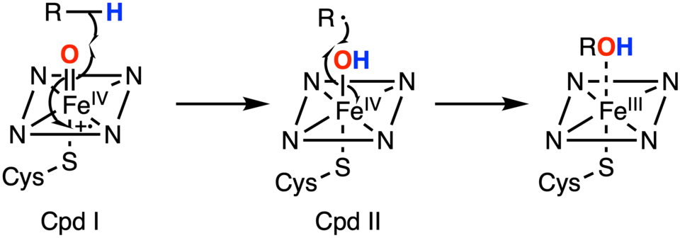 Mécanisme du cytochrome P450 pour l'oxydation de groupes aliphatiques.