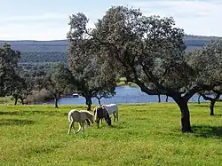 Vue du réservoir du haut d'un coteau de Saucedilla