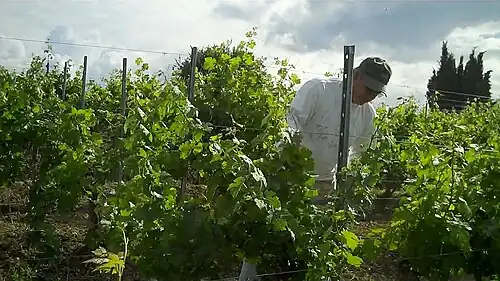 Vigne de cabernet-sauvignon.